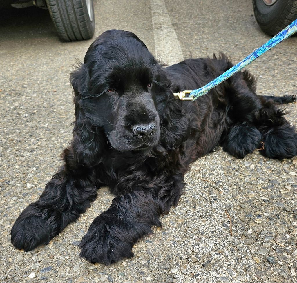 Du Domaine De Celeden - Cocker Spaniel Anglais - Portée née le 14/07/2024